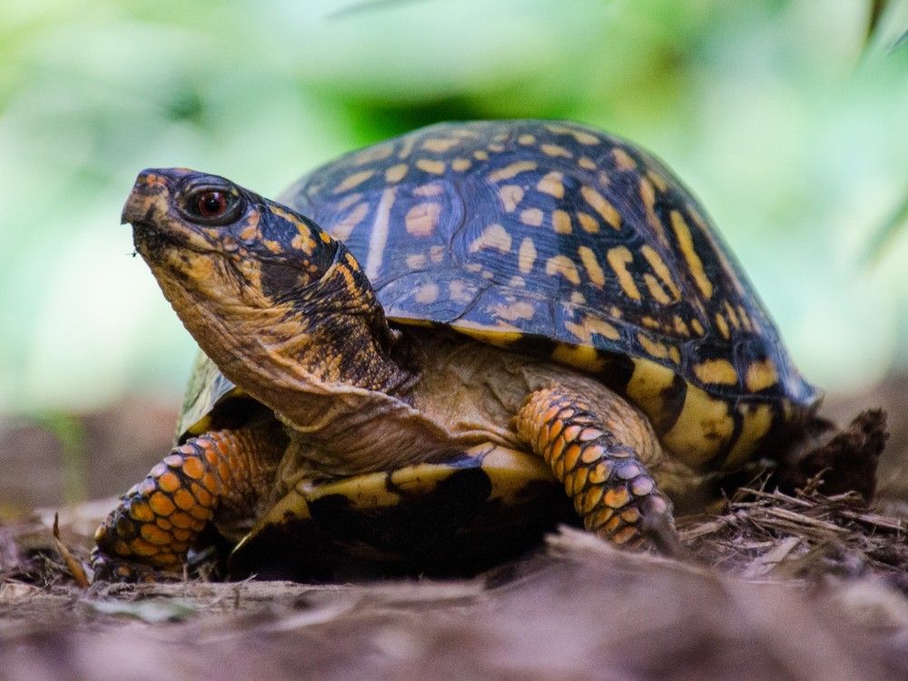 Chinese woman tried to smuggle turtles into Quebec: U.S. Border Patrol ...