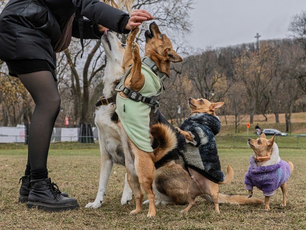 four dogs beg for treats from a woman in a park.