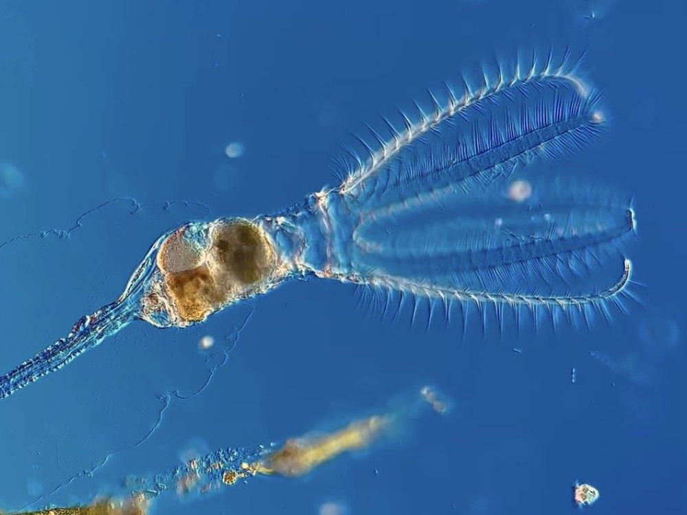 a screenshot from chloé savard’s microscopic video of a rotifer. photo by chloé savard
