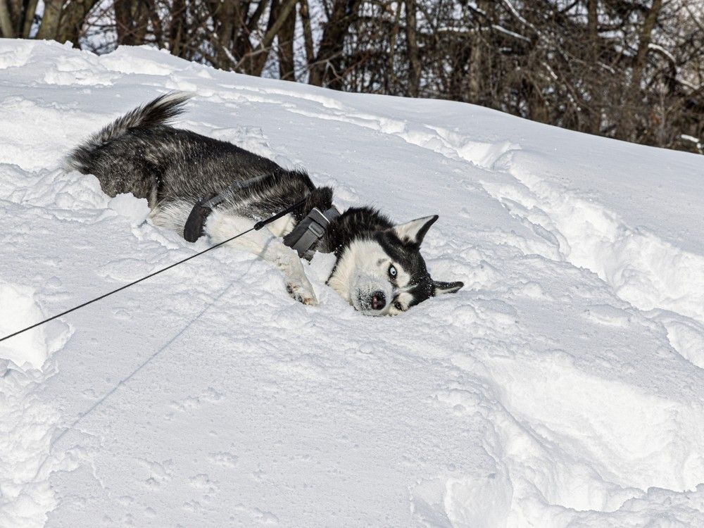 Montreal weather: Colder, flurries and a deep freeze overnight