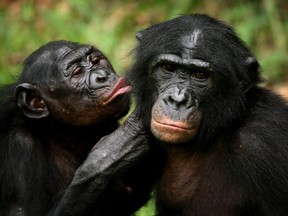 Bonobos