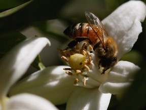 A honeybee pollinates a flower in a citrus grove. Indian scientists say cellphone radiation interferes with how bees navigate, resulting in the recent population drop.