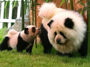 Chow Chow dogs, dyed to look like pandas, play at the Dahe Pet Civilization Park in Zhengzhou, Henan province in China.