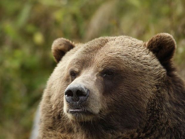 B.c. Filmmaker Narrowly Escapes Grizzly Bear Attack 