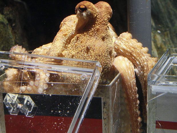 The Amazing Tale of Paul the Psychic Octopus: Germany's World Cup Soothsayer