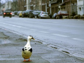 A duck crosses the street