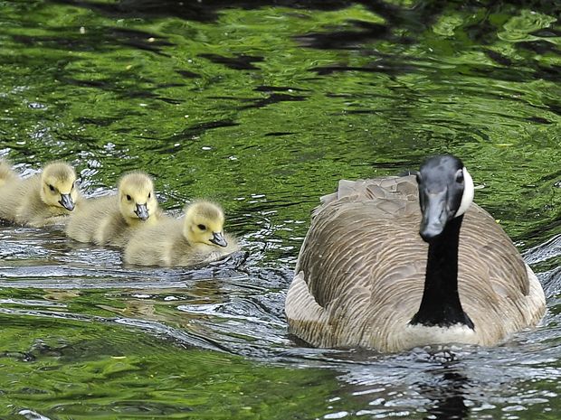 Canada goose shop kills quiz