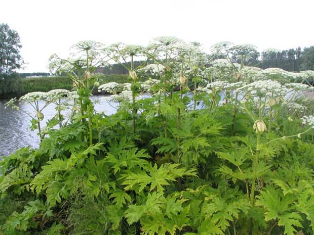 Giant weed that burns and blinds spreads across Canada | National Post