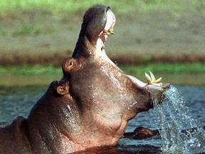 Anthrax has killed at least 83 hippopotamuses in a popular Ugandan game park.