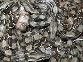 Boa constrictor babies slither on top of each other.