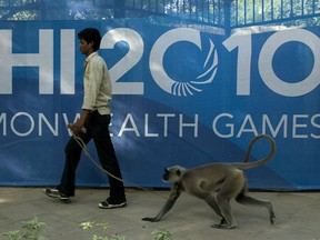 Delhi authorities are to deploy a contingent of langurs — a large type of monkey — at Commonwealth Games venues to help chase away smaller simians from the sporting extravaganza.