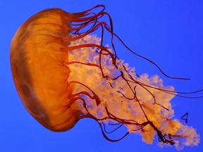 Proteins that make jellyfish glow in the dark could soon be powering microscopic machines that could gobble up tumors in the human body, scientists say.