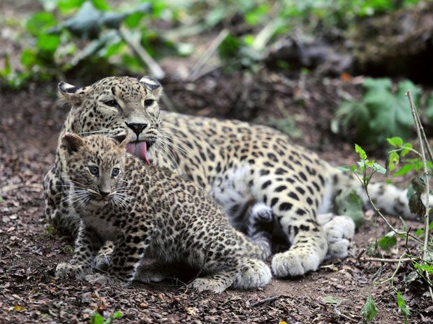 Scientists unveil secrets of big cats' stripes, spots | National Post