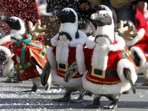 Getty Images News on X: Penguins wearing backpacks visit the