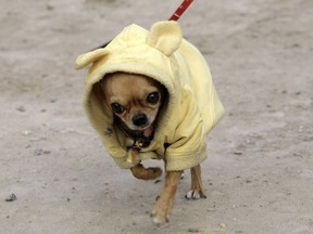 A pet Chihuahua wearing a coat walks on a street in Beijing December 11, 2008. REUTERS/Jason Lee (CHINA)