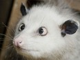 Life can be tough for a celebrity cross-eyed opossum: Eating, sleeping, picking Oscar winners — that's why it's good that there's American talk-show appearances to break things up a bit.