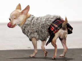 Dressing small dogs in fashionable clothing can lead to pent-up aggression, making them more likely to bite.