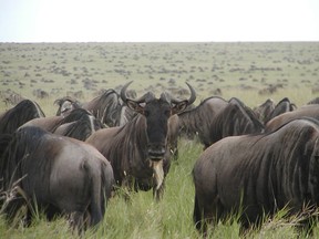 Wildebeest herd