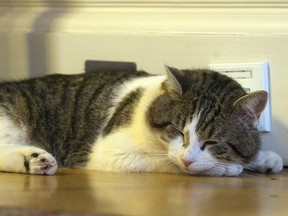 'Larry', the new Downing Street cat, takes a nap at Number 10 Downing Street.