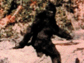 1967 frame from film of Sasquatch (Bigfoot)