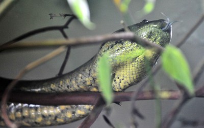 Anaconda Snake Skin Sports Bra