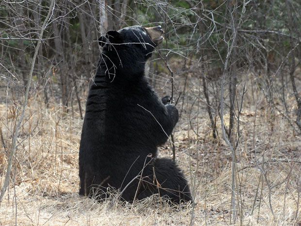 Grizzly Bear Death Rates Are Climbing - The New York Times