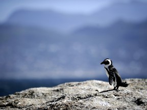 STEPHANE DE SAKUTIN/AFP/Getty Images