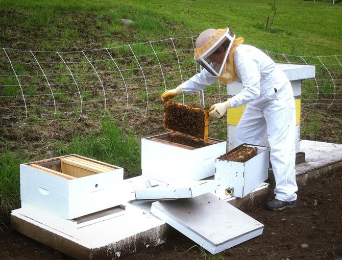 80,000 Bees, 100 lbs. of Honey, Found in Florida Couple's Bathroom Wall