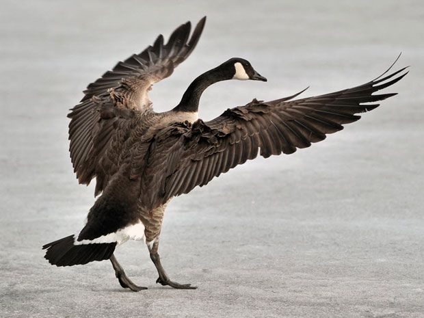 New York solves its Canada Goose problem by feeding them to