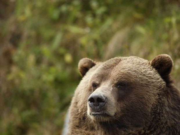 Grizzly bear puts B.C. man in hospital | National Post