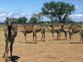 Central Australian Camel Industry Association/Handout