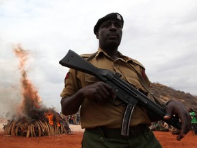 A warden stands guard as an illegal consignment of five tonnes of Ivory confiscated from smugglers is destroyed during the African Elephant Law Enforcement Day in Tsavo West National Park, 380km east of capital Nairobi July 20, 2011.