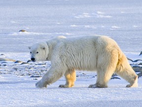 Polar Bear