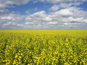 A canola crop used for making cooking oil sits in full bloom on the Canadian prairies.