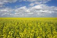 A canola crop used for making cooking oil sits in full bloom on the Canadian prairies.