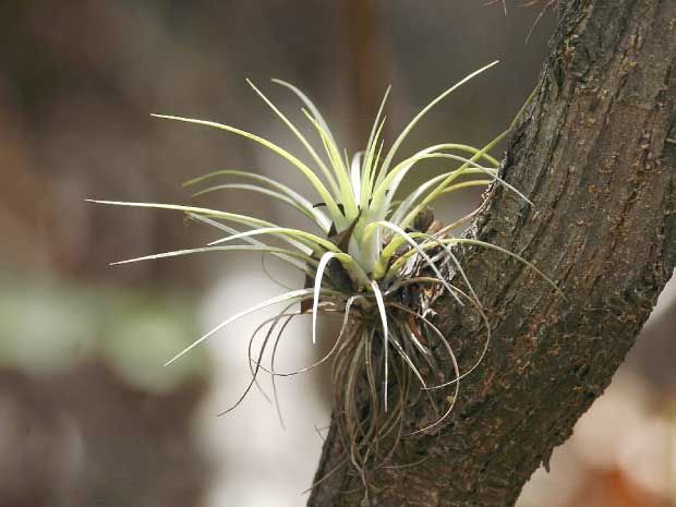 Tillandsia: Rooting for the air plant | National Post