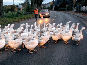 A farmer sheperd Geese across a street in Duisburg, Germany, 03 November 2011. Most of these geese will end up as meal for St.Martin's Day (11 November) and the meat of the free-range delicacies currently retails for approx 10.50 Euro per kg.  AFP PHOTO/ Roland Weihrauch / GERMANY OUT (Photo credit should read ROLAND WEIHRAUCH/AFP/Getty Images)