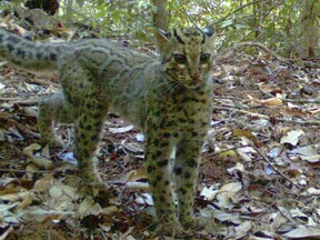 REUTERS/WWF Indonesia/PHKA/Handout