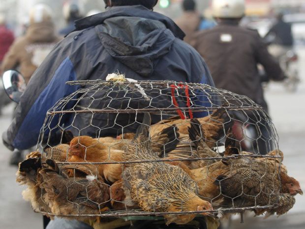 Bird-flu Mutant: WHO Issues Warning Over Engineered Pathogen | National ...