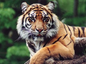 Local Input~ Brytne, a Sumatran tigress, in Toronto Zoo. Brytne died on Thurssday, Decc 15, 2011, in the Zoo. She was 13 years old. Photo credit: Toronto Zoo/HO