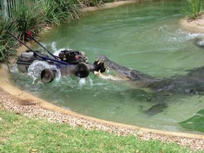 Reuters / Australian Reptile Park / Handout