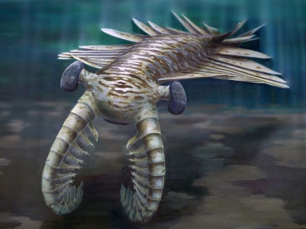 Anomalocaris: Scientists discover the insect-like eyes of freakish  prehistoric super-predator | National Post