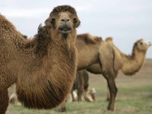 Minor league team to wear 'Hump Day' camel jerseys - Sports Illustrated