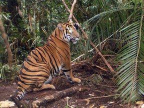 AFP PHOTO / Nature Conservation Agency