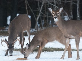 Deer keep a watchful eye while eating the oats put out by Larry in North Baptist Lake Road.