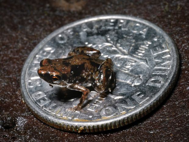 Are tiny frogs in the kitchen a sign of worse things to come