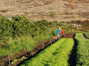 Courtesy MA’O Organic farm