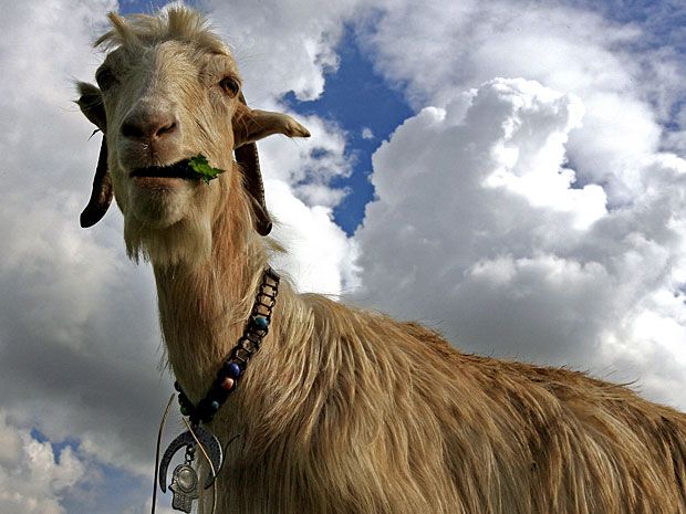 Goat Accents: Do They Have Them and Why? - Backyard Goats