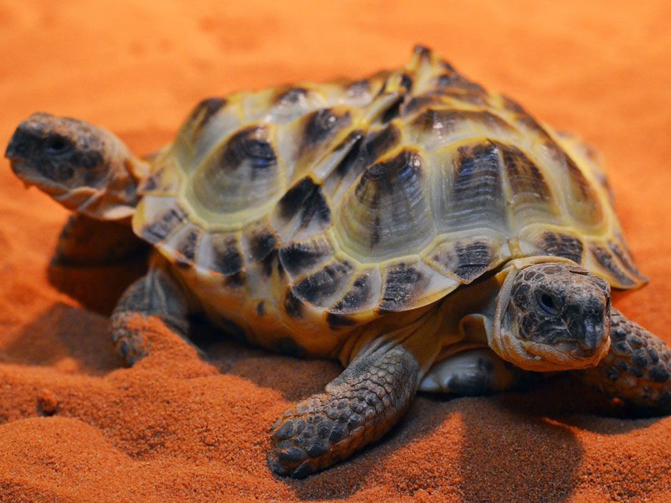 Two-headed tortoise comes out of its shell at Ukraine museum | National ...