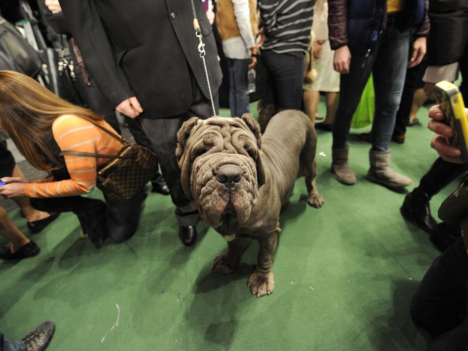 Westminster Dog Show 2012: From posing retrievers to boa-clad Dobermans ...